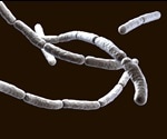 New Functions Of A Protein May Improve Biocontrol Methods In Sustainable Agriculture