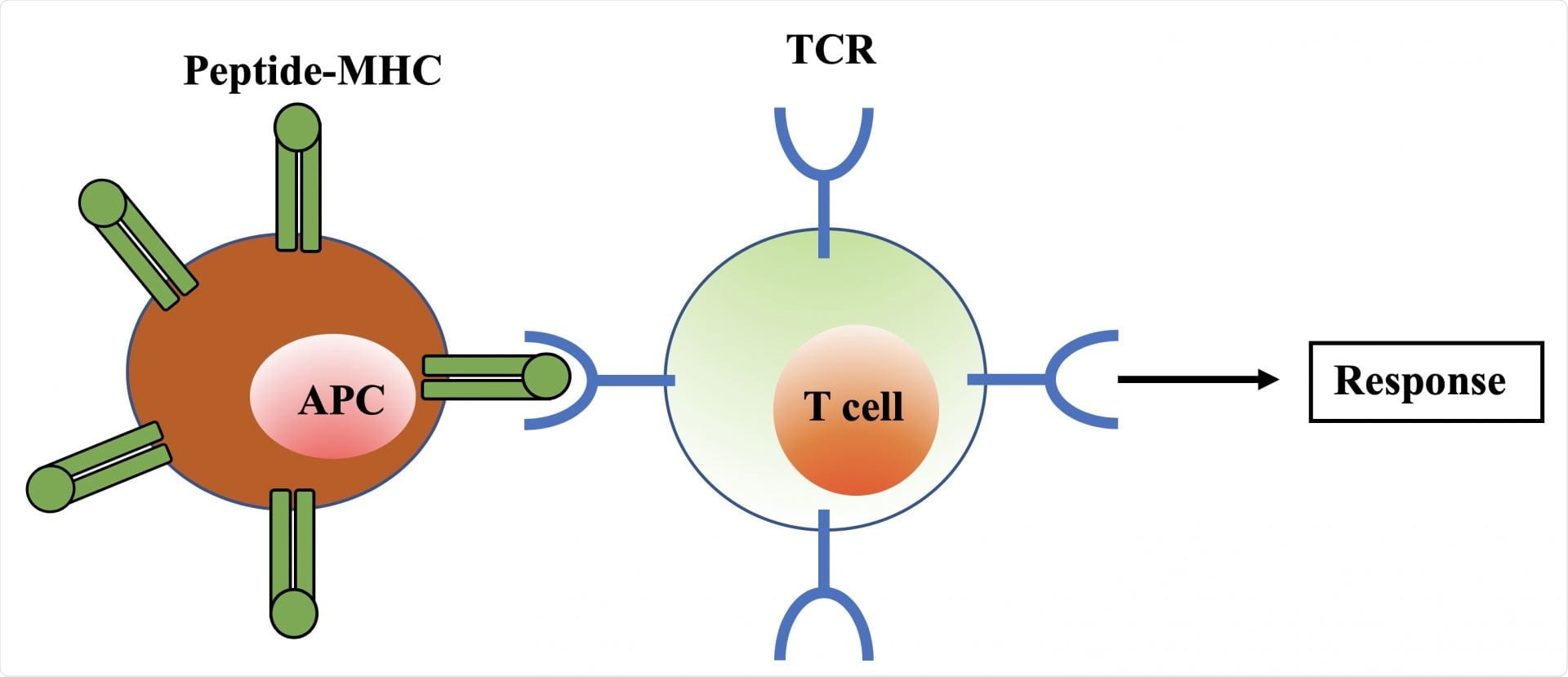 T Cells T Cells