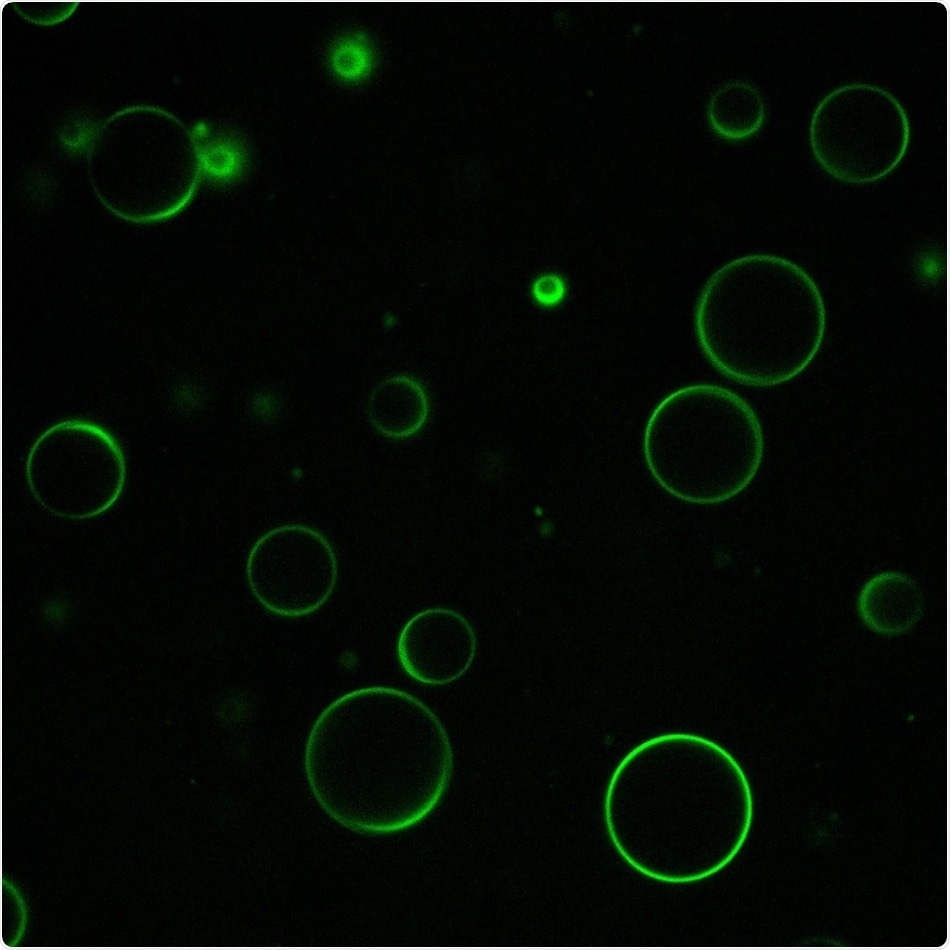 Newly designed vesicles can help deliver drugs