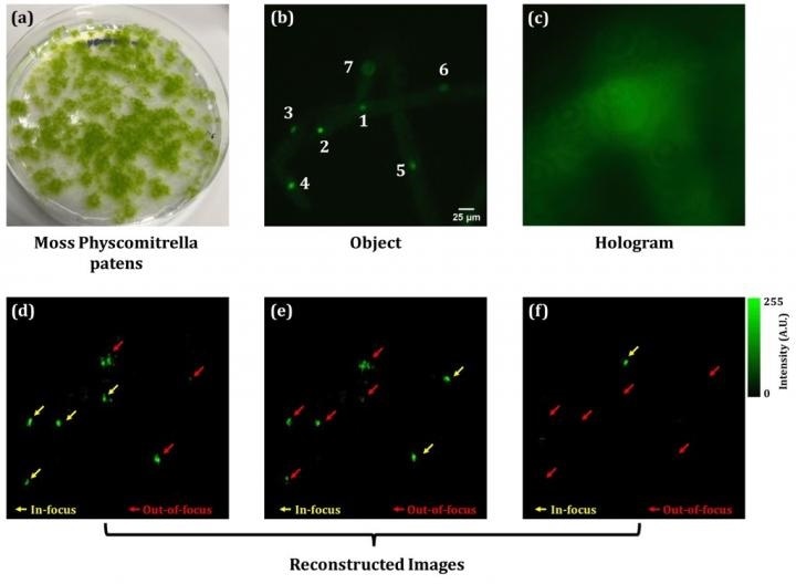 Researchers create 3D fluorescence and phase imaging of living cells based on digital holography