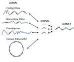 What is Competing Endogenous RNA?