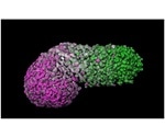 Researchers create a new model to study early stage of human development
