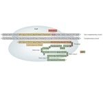 Deep-learning-based computational models predict the activities of SpCas9 variants