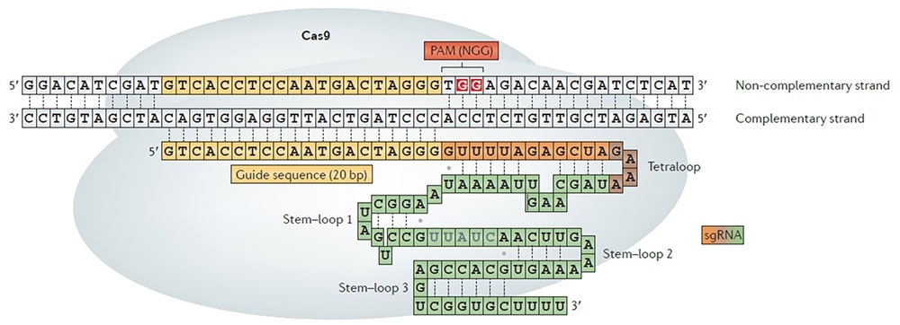 Deep-learning-based computational models predict the activities of SpCas9 variants