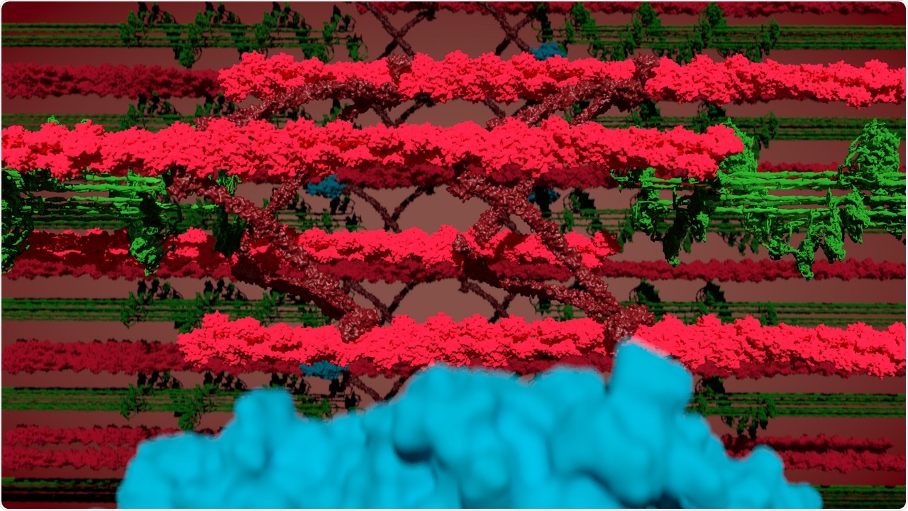 Mouse models help understand the functioning of muscles
