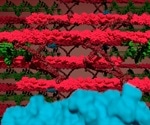 Mouse models help understand the functioning of muscles