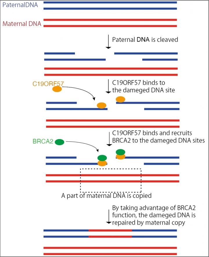 C19ORF57 gene could advance reproductive medicine