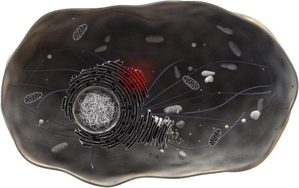 Stress-induced chemoresistance is linked to changes in cellular metabolism