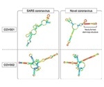 Fate-seq technique shows structural differences between COVID-19 and SARS viruses