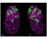Scientists develop novel image processing techniques to reduce processing time