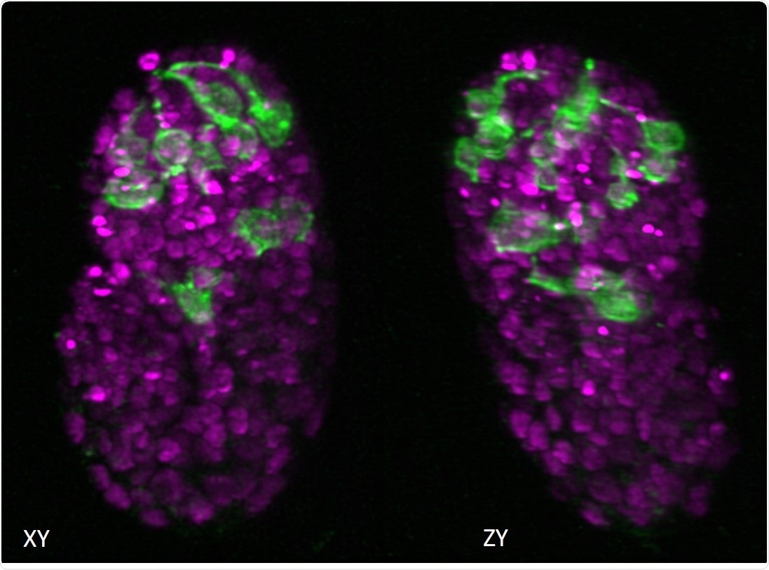 Scientists develop novel image processing techniques to reduce processing time