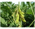 New method to synthesize cancer-fighting phytochemicals