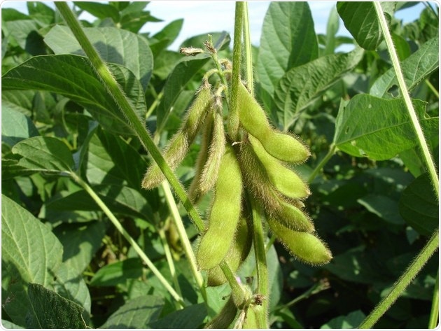 New method to synthesize cancer-fighting phytochemicals