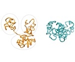 Study reveals the relationship between genome folding and cellular functions