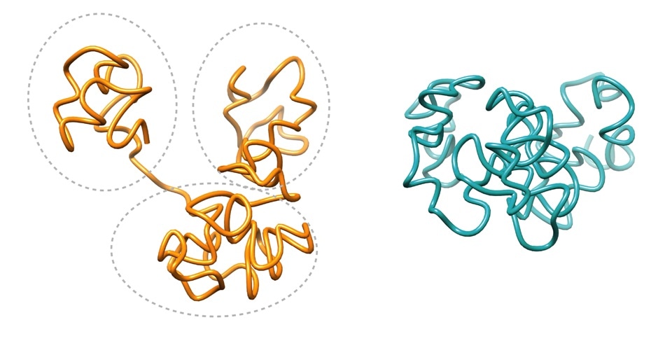 Study reveals the relationship between genome folding and cellular functions