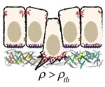 Researchers discover a mechanical cause for cell extrusion