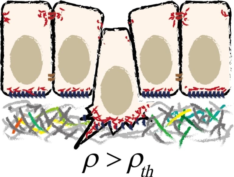 Researchers discover a mechanical cause for cell extrusion
