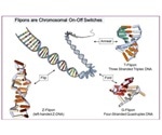Genome rewiring could help explain evolution of multi-cellular organisms