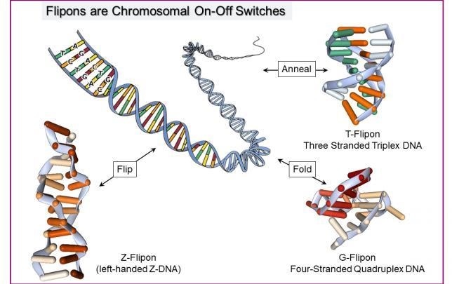 Genome rewiring could help explain evolution of multi-cellular organisms