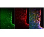 Interaction between neurons and glial cells boosts appetite