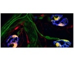 Method can help detect specific glial cells integral to synapses
