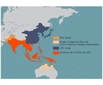 CD8+ T cells can help develop vaccines against Japanese encephalitis, Zika fever