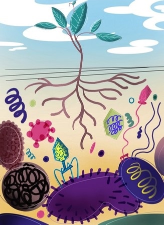 Study calls for more research on bacteriophages involved in plant health