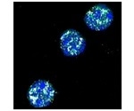 Intron detention is integral to post-transcriptional regulation mechanism
