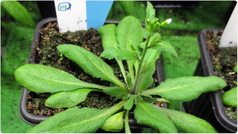 RDP1 gene regulates the production of pollen grains