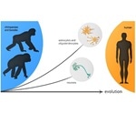 Single-cell-resolution technologies help map brain regions in humans and primates