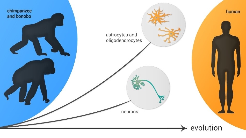 Single-cell-resolution technologies help map brain regions in humans and primates