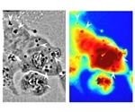 Engineered human cells mimic transparent abilities of squids