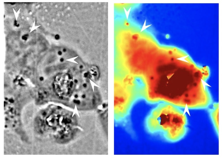 Engineered human cells mimic transparent abilities of squids