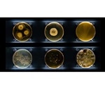 Recombineering technique may overcome barriers in bacterial engineering