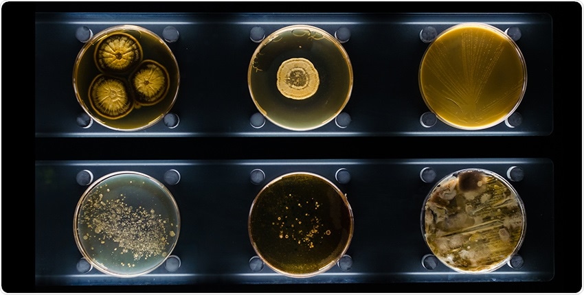 Recombineering technique may overcome barriers in bacterial engineering