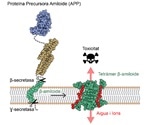 Study may help design effective treatments for Alzheimer’s disease