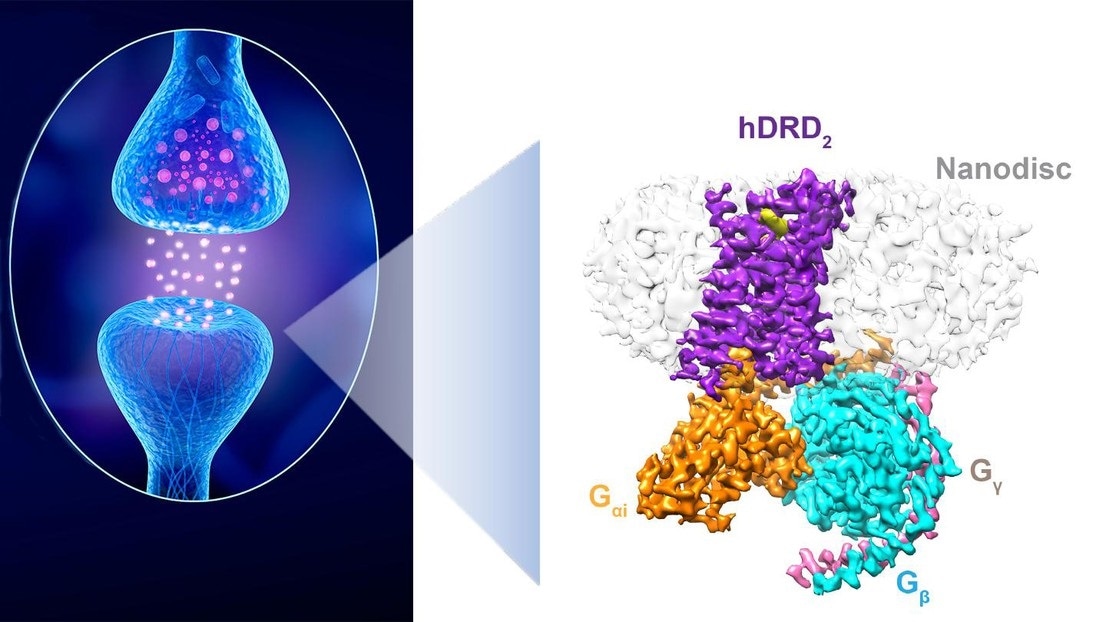 New protein design could help in drug discovery for Parkinson’s disease