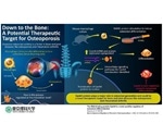 Study reveals the role of Cpeb4 protein involved in bone and joint diseases