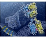 cryo-EM images reveal proteins involved in brain activity