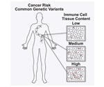 Researchers identify genetic variants that predispose to cancer