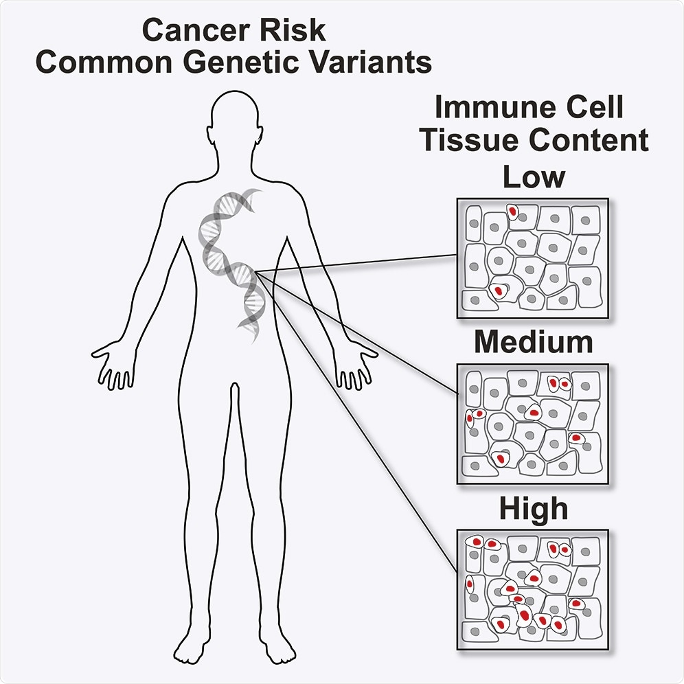 Researchers identify genetic variants that predispose to cancer