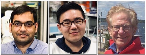 Study demonstrates the role of p53 gene in cell cycle regulation and apoptosis