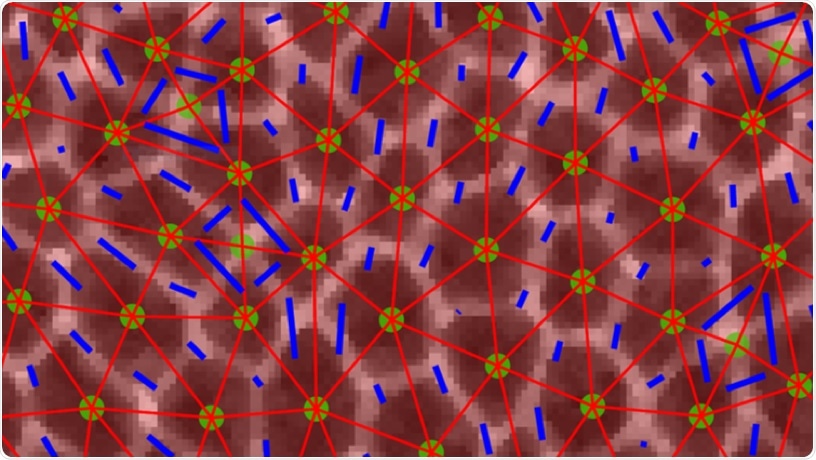 Study reveals forces that control tissue flow in Drosophila embryo