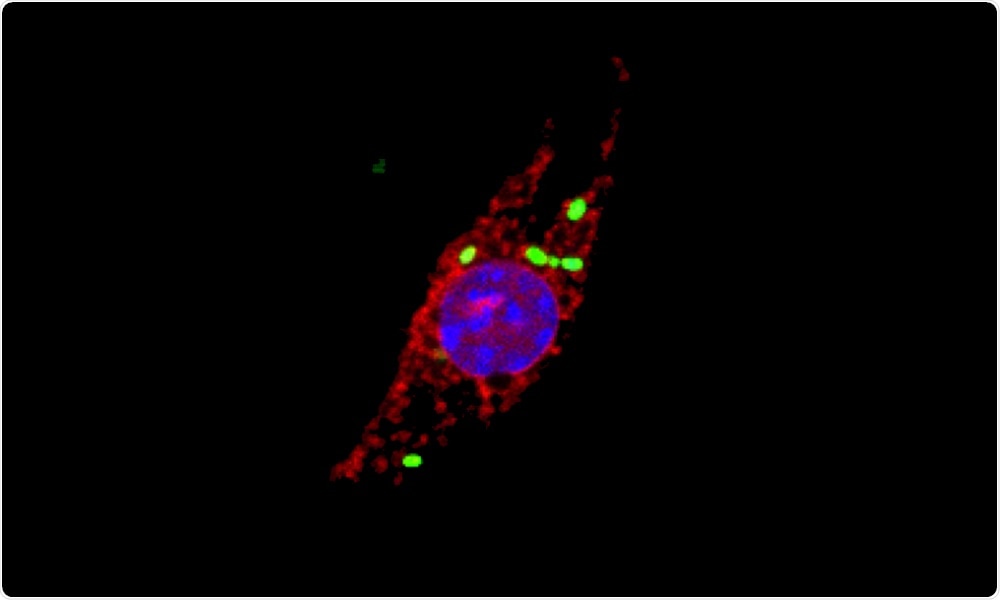 Protein dynamics can help fight bacterial infections