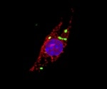 Protein dynamics can help fight bacterial infections