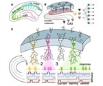 Scientists substantiate the existence of concept cells in the brain