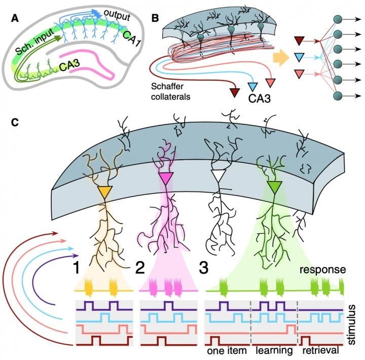 Scientists substantiate the existence of concept cells in the brain
