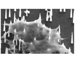 Researchers develop intracellular biopsy to isolate targeted miRNAs from living cells