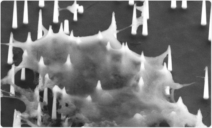 Researchers develop intracellular biopsy to isolate targeted miRNAs from living cells
