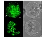 Study identifies significant role of membrane proteins in metabolic processes of plants